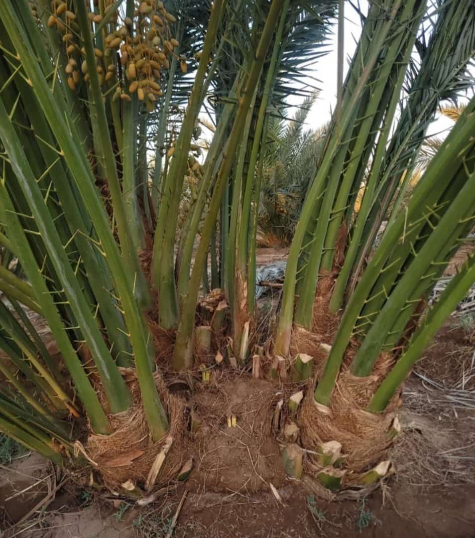 نخل مثمر للبيع