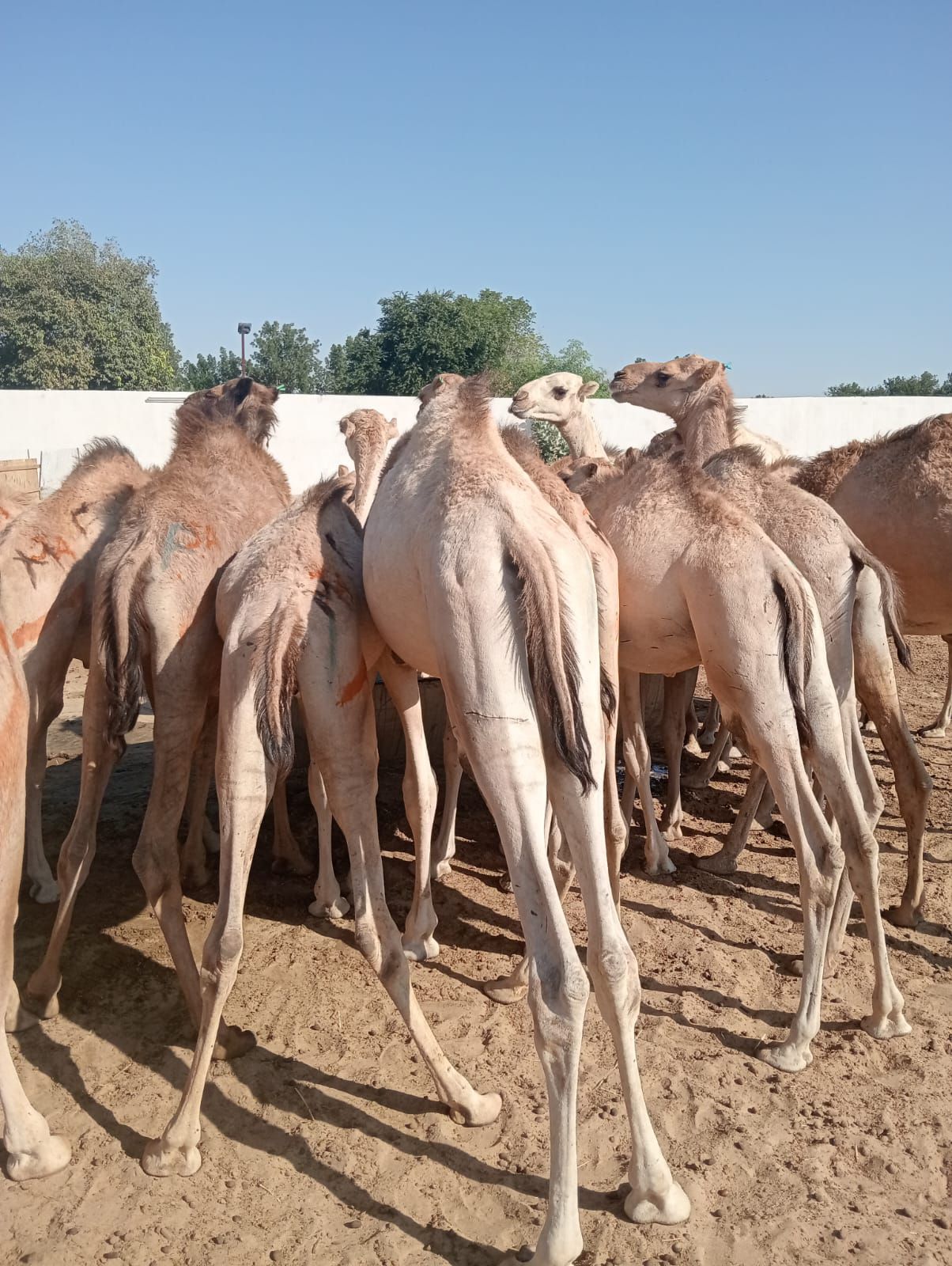 الاصايل للمواشي