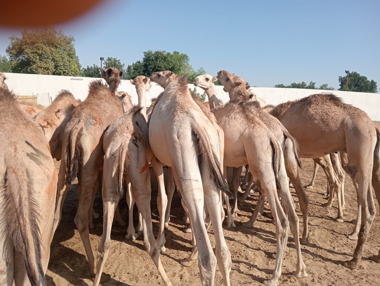 الاصايل المواشي