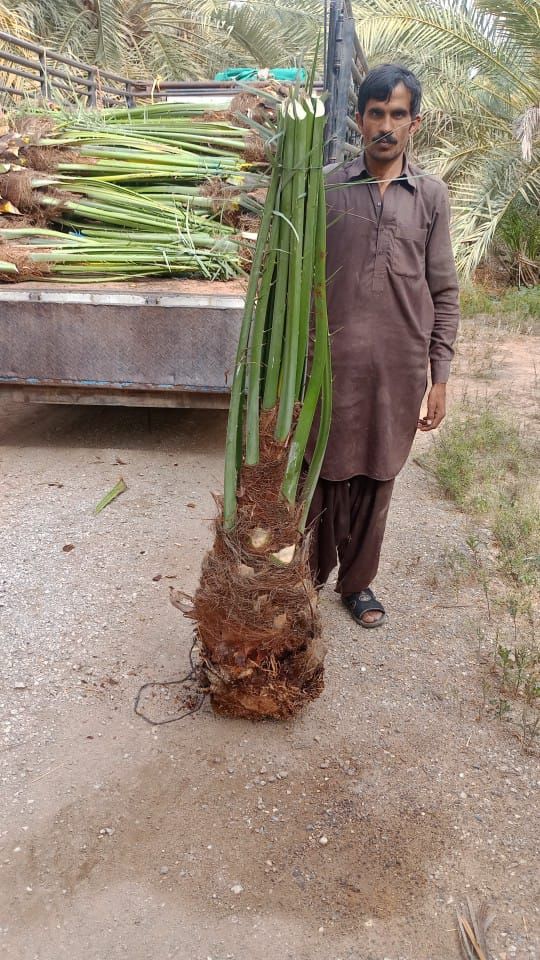 نخل مثمر للبيع