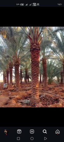 جده ومكه