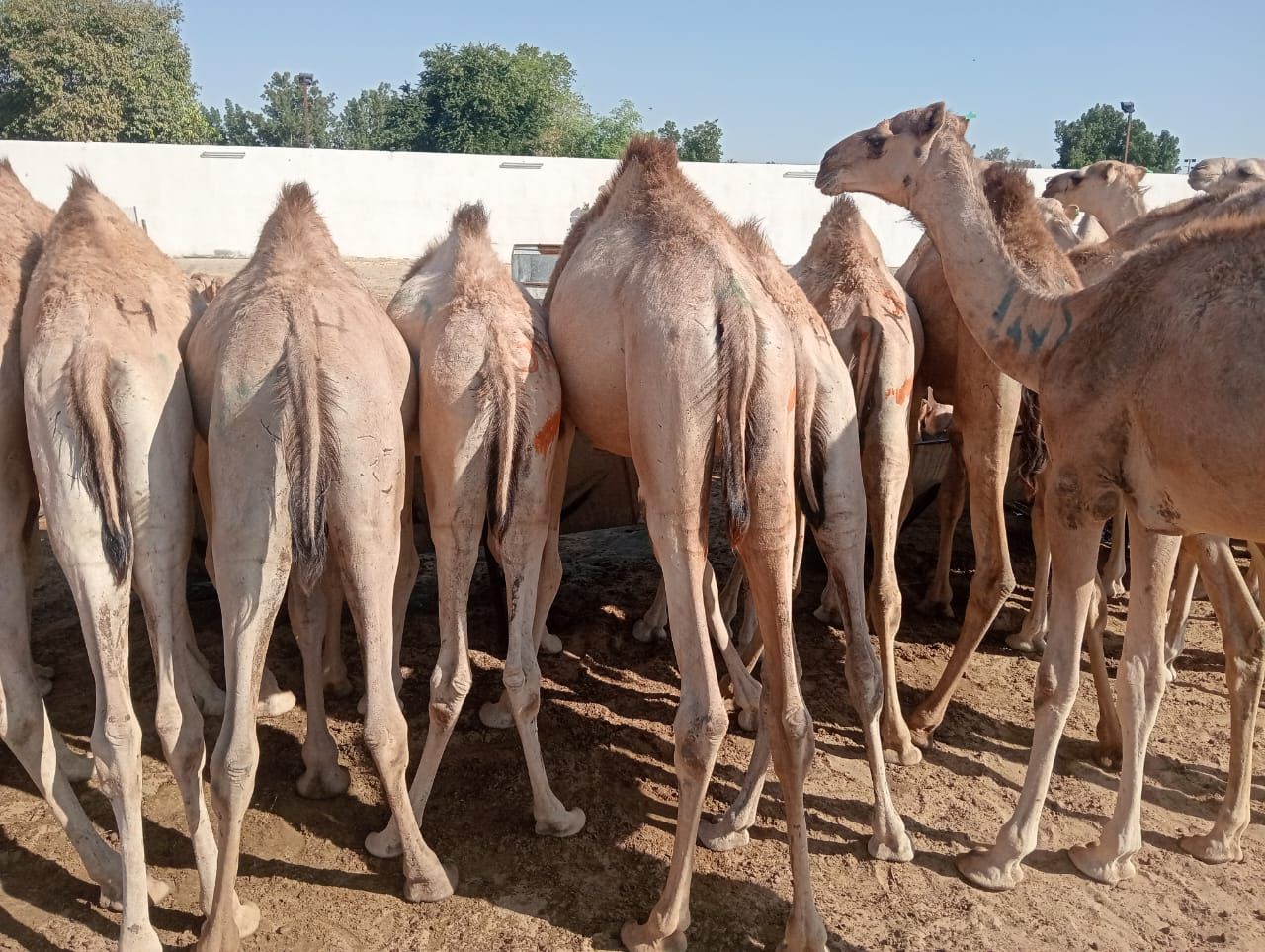 الاصايل المواشي