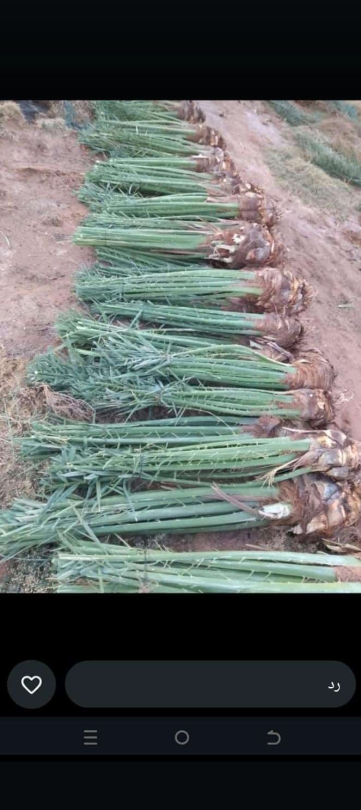 يوجد لدينا نخيل طيب بجميع انواعه ومقاسته المختلفه