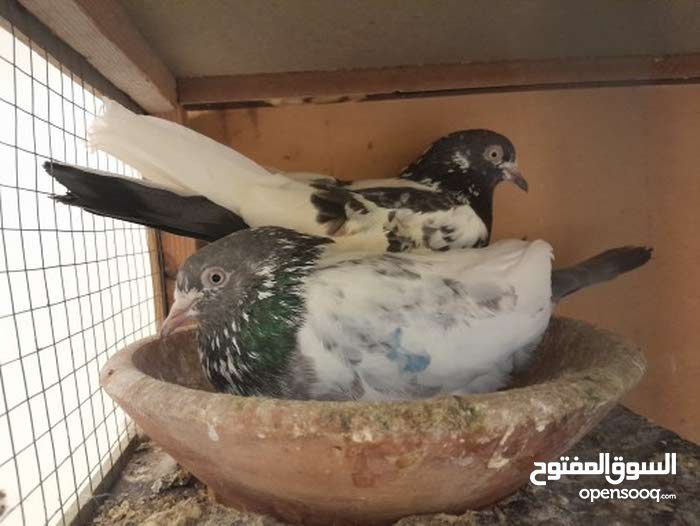 ل البيع الاساس عرض