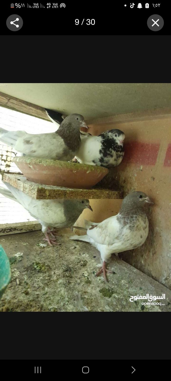 ل البيع الاساس عرض