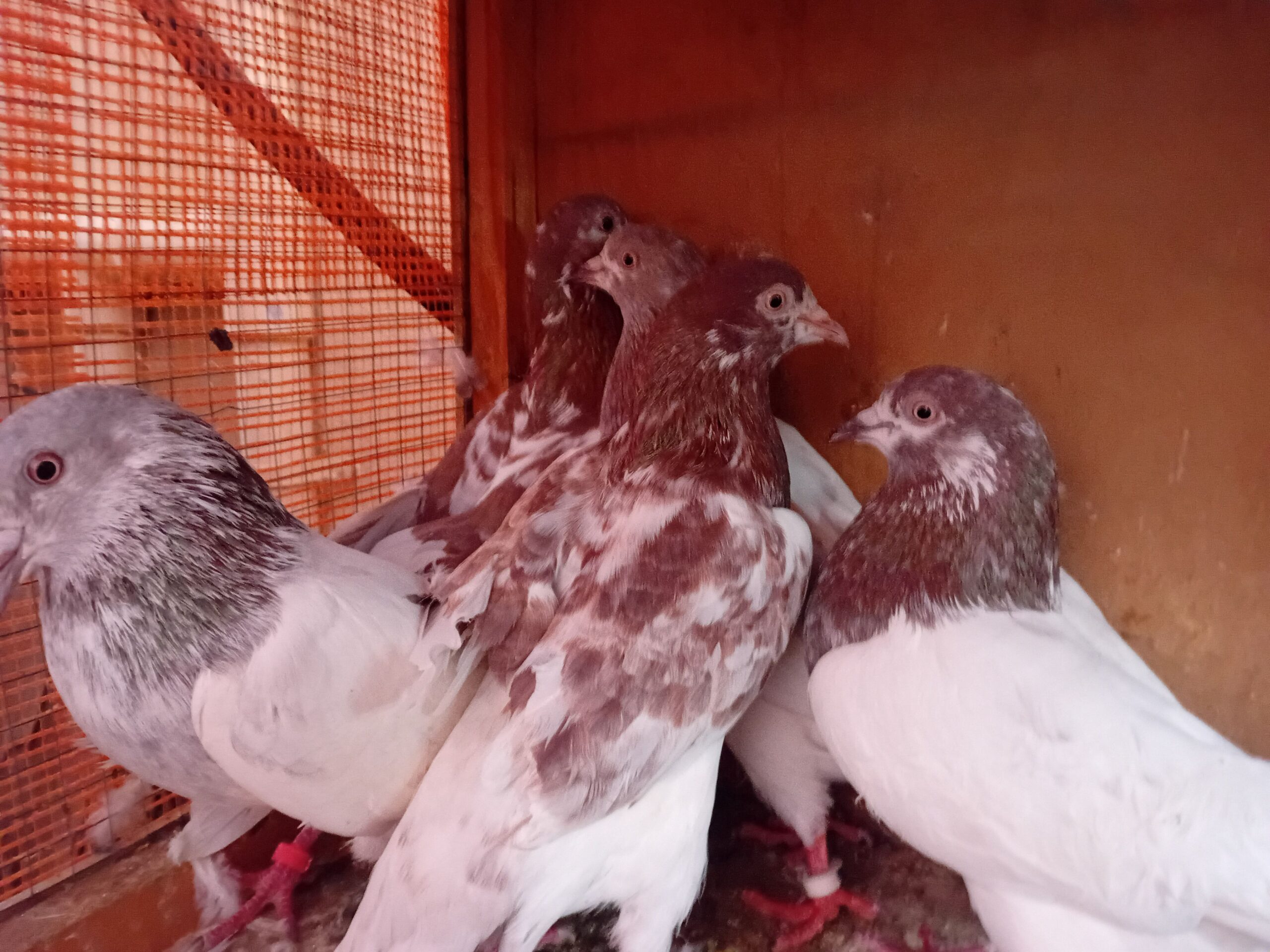 ل البيع الاساس عرض حمام