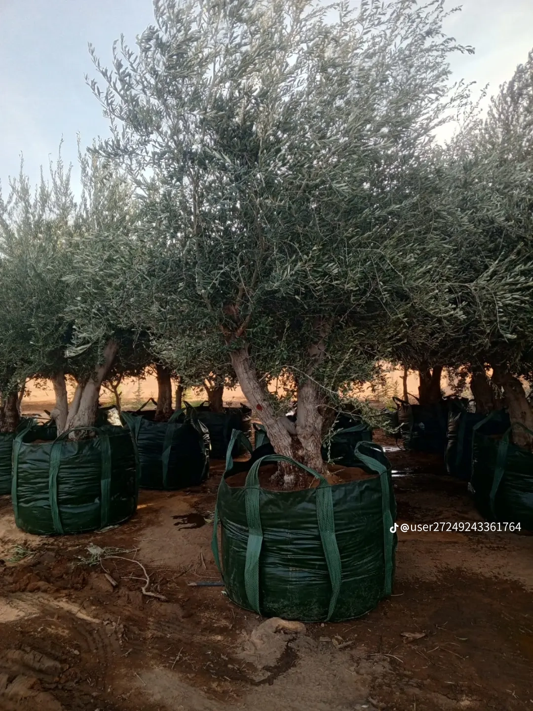 مقاول شبوك ونخيل واشجار زيتون