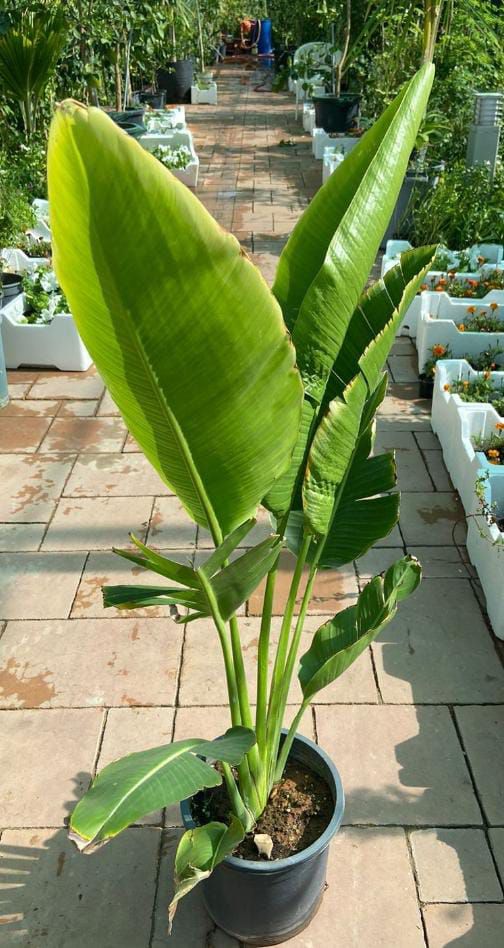 تنسيق حدائق منزلية وتركيب جميع العشب الصناعي والطب