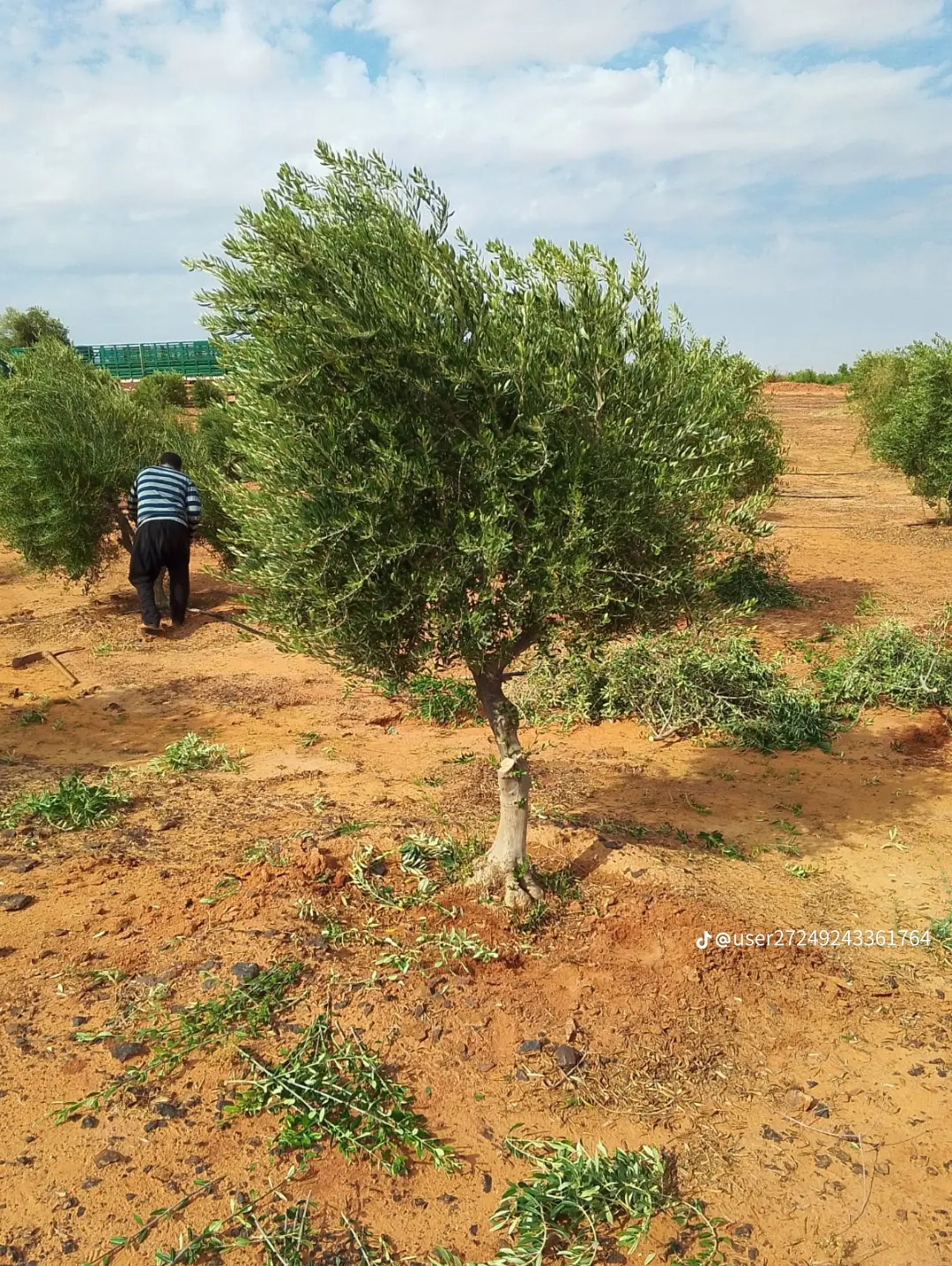 مقاول شبوك ونخيل واشجار زيتون