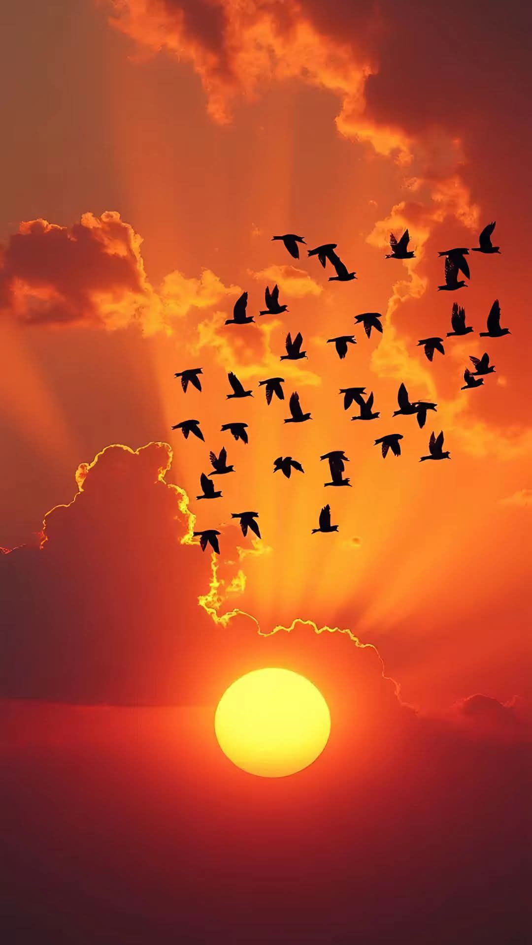 معلم لغه انجليزيه اونلاين وحضورى