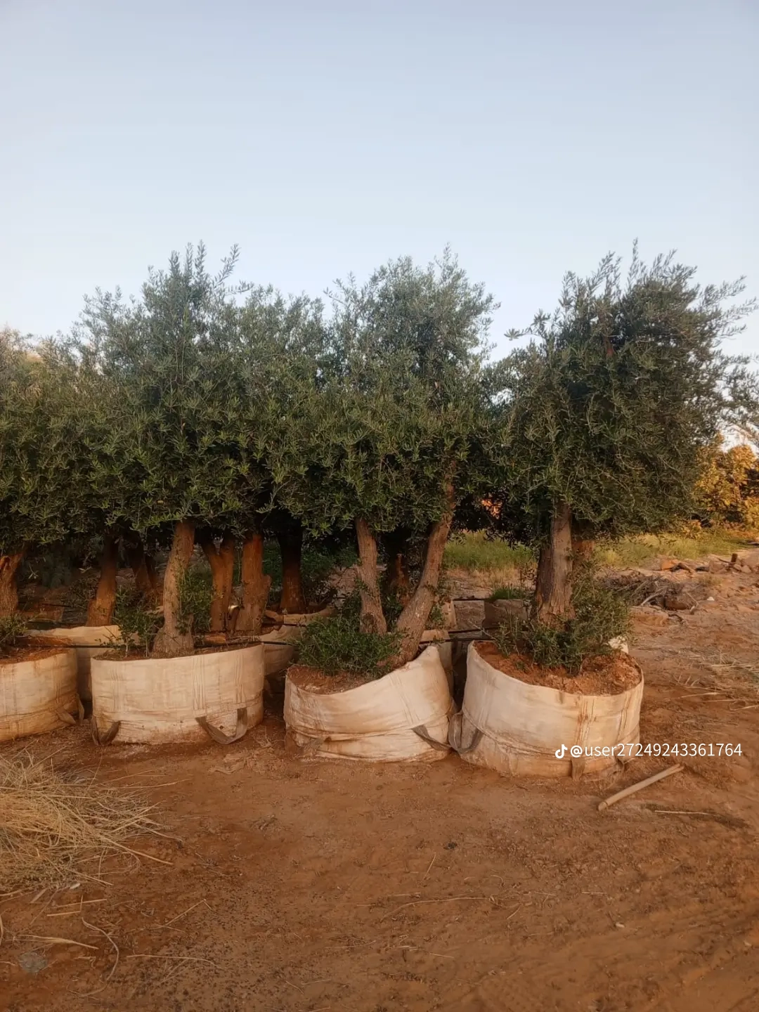 مقاول شبوك ونخيل واشجار زيتون