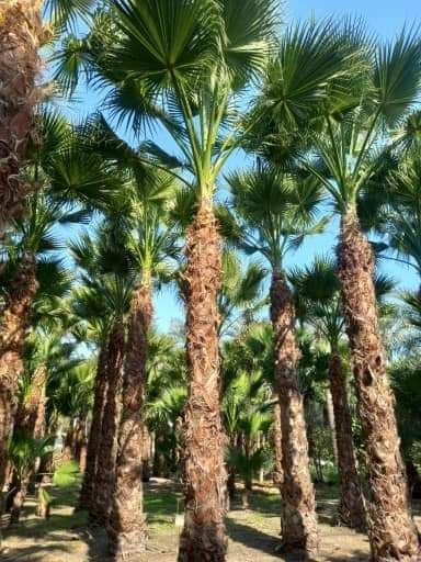 المملكة العربية السعودية