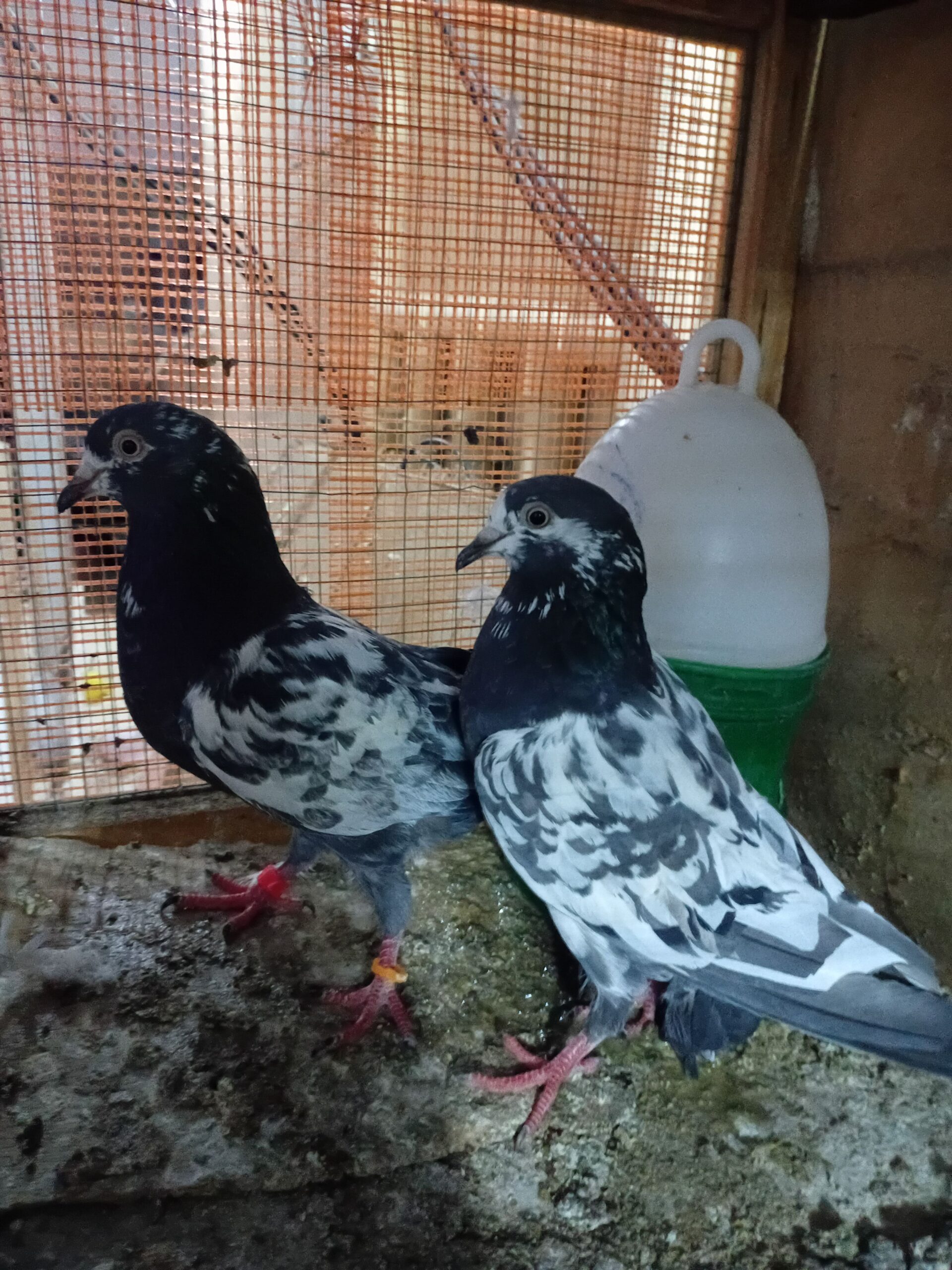 ل البيع الاساس عرض