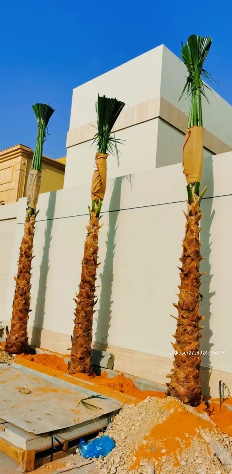 مقاول شبوك ونخيل واشجار زيتون