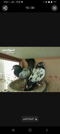 ل البيع الاساس عرض