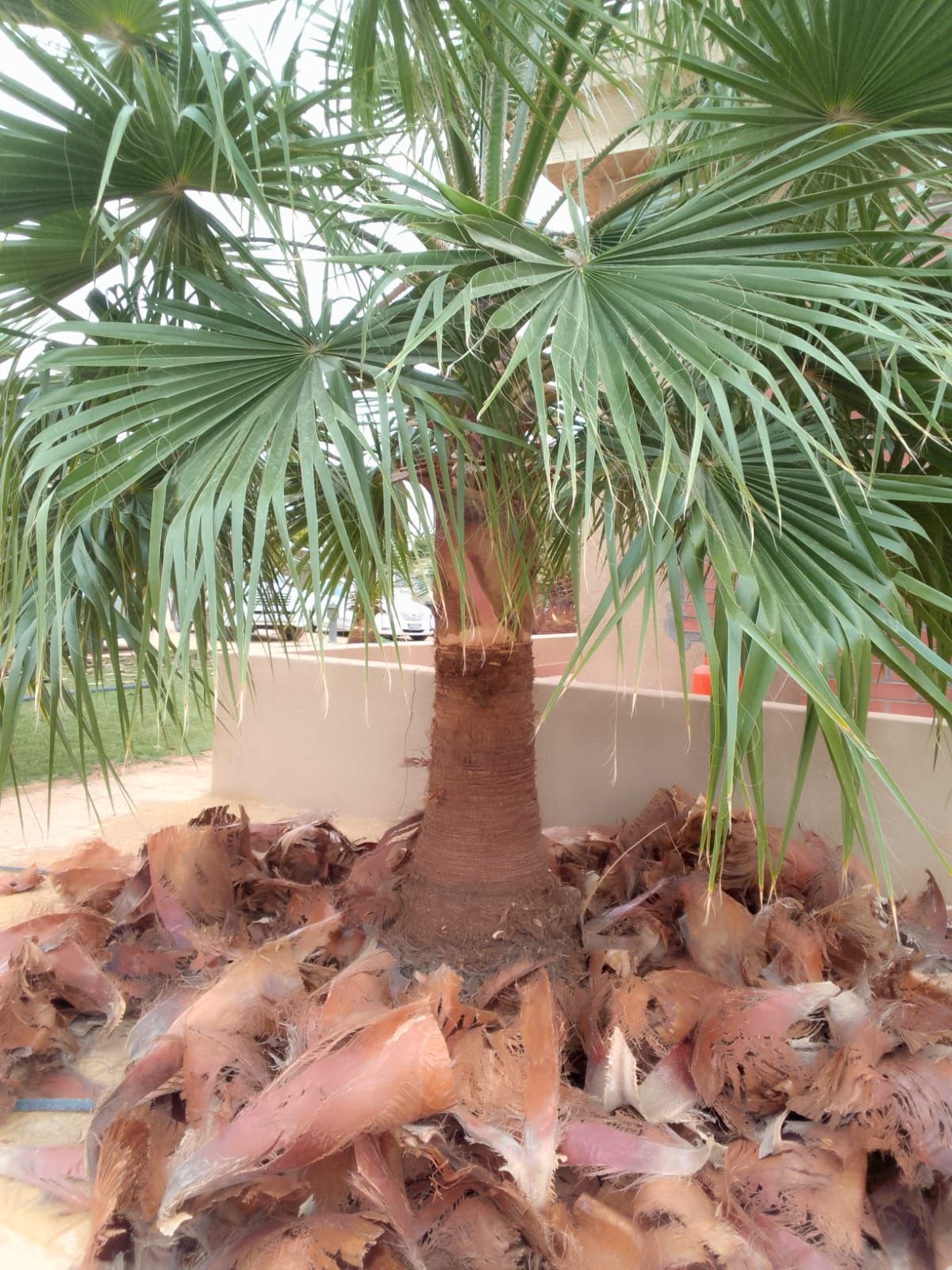 نخل واشنطني زينه جميع مقاساته متوفره نوصل ونغرس في