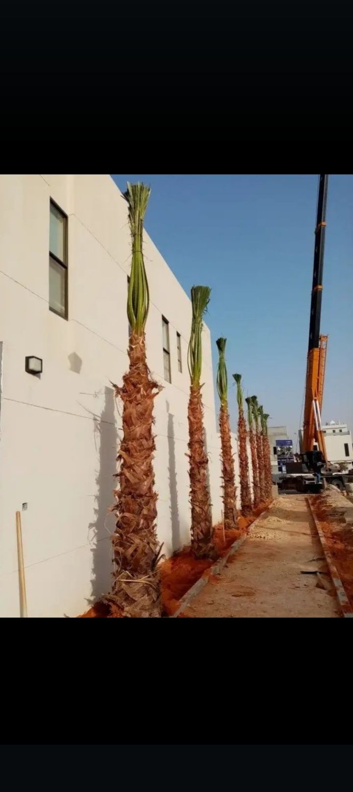 مقاول شبوك وهناجر ومظلات ونخيل واشجار