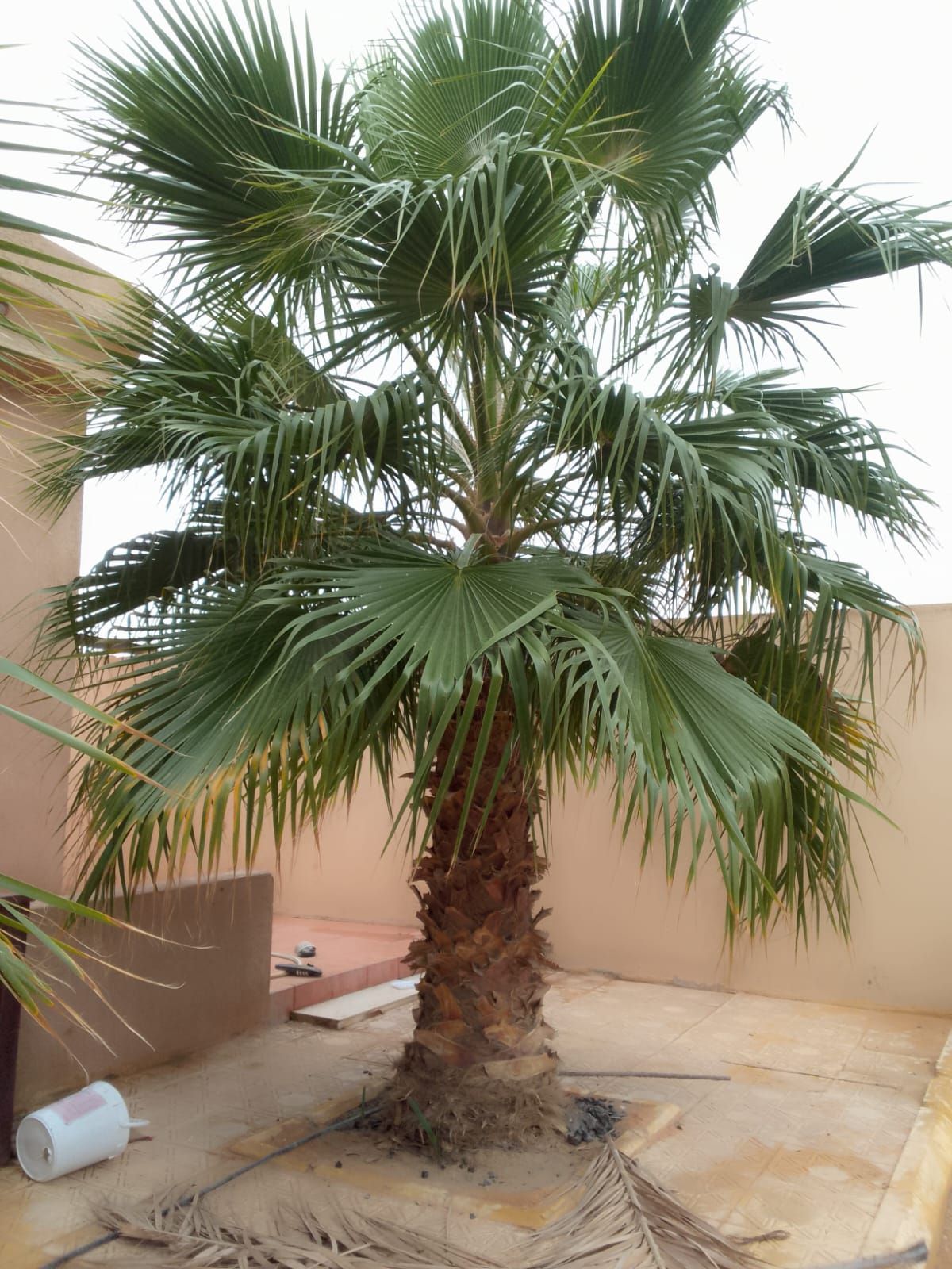 نخل واشنطني زينه جميع مقاساته متوفره نوصل ونغرس في