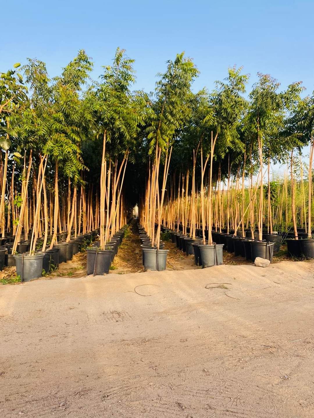 المملكة العربية السعودية