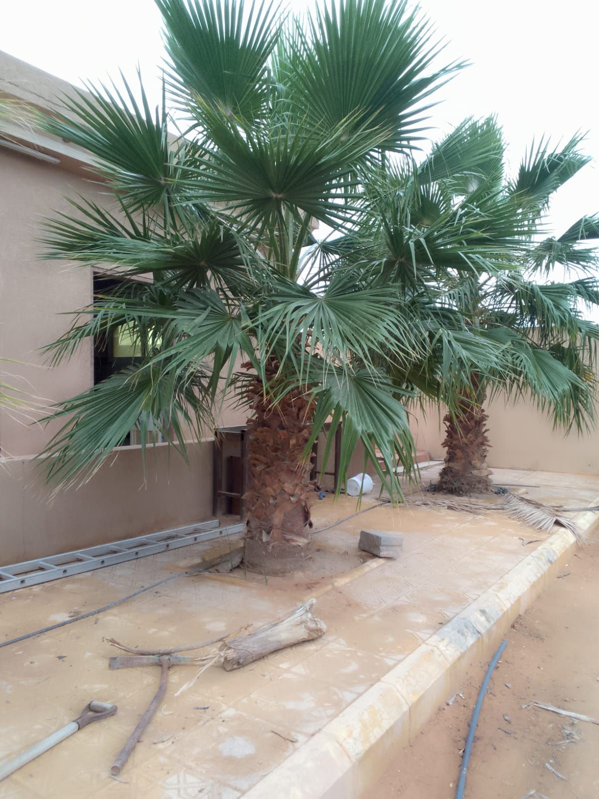 نخل واشنطني زينه جميع مقاساته متوفره نوصل ونغرس في