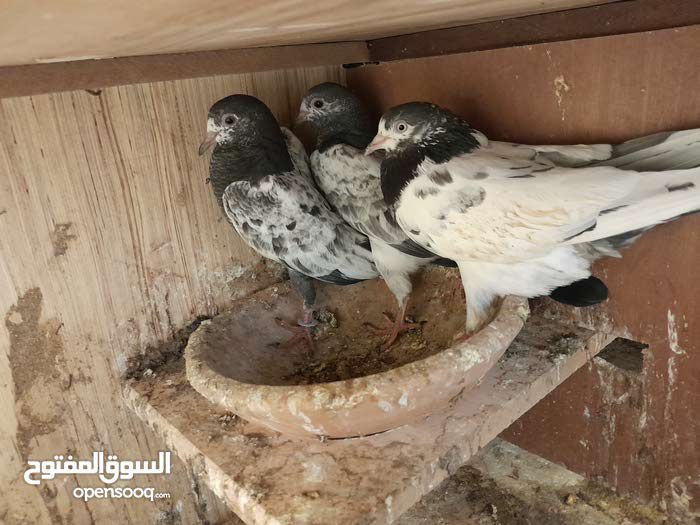 ل البيع الاساس عرض