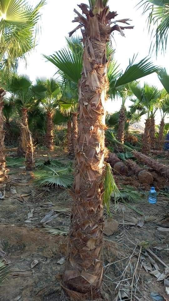 المملكة العربية السعودية