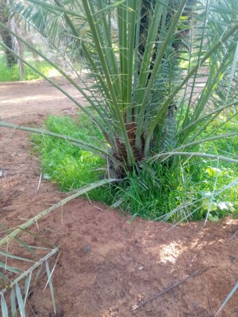 فراحه وجثايث