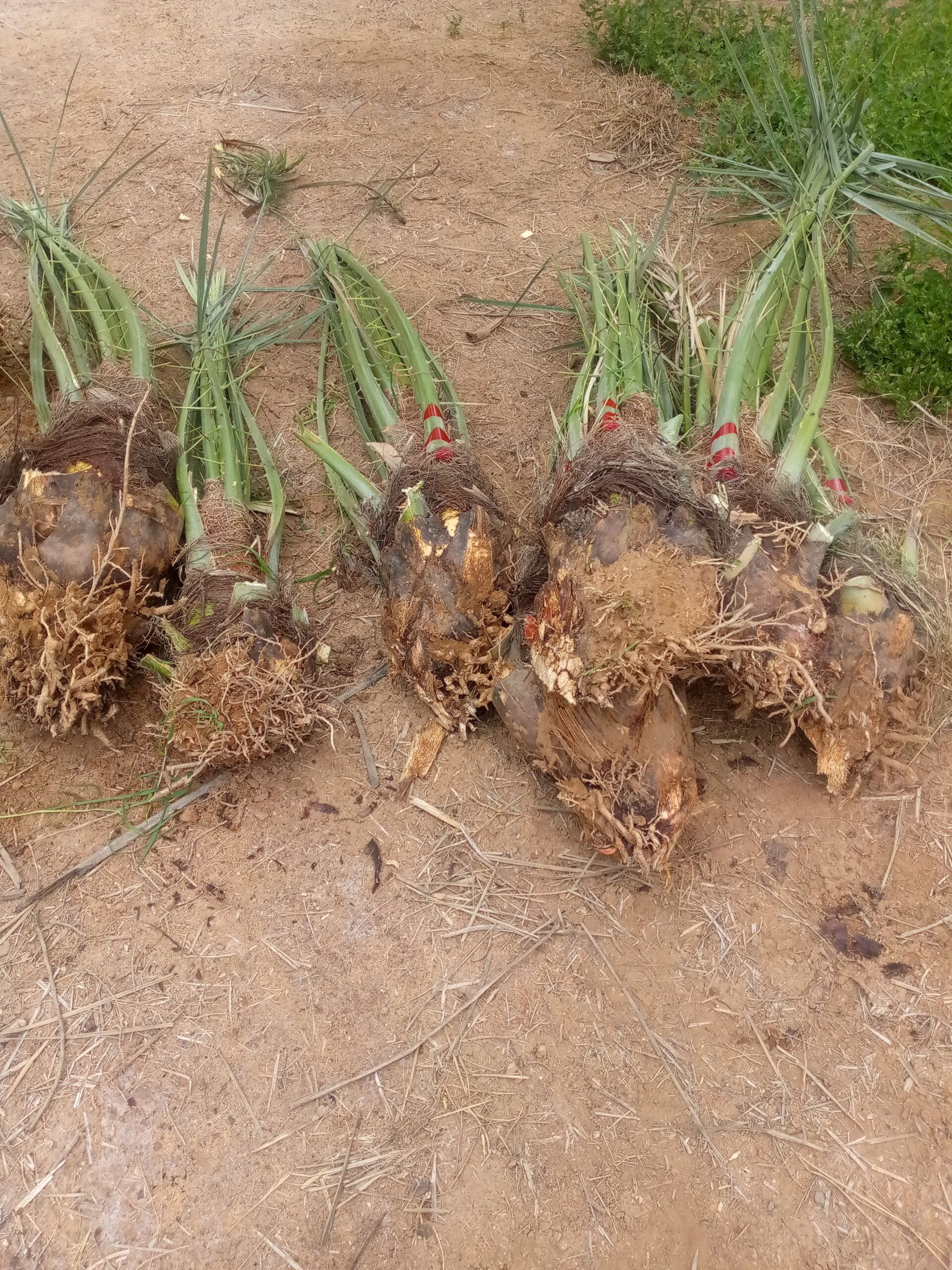 فراخه وجثايث وفسايل