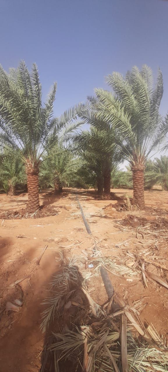 توريد وغرس جميع انواع النخيل الزينة والمثمرة