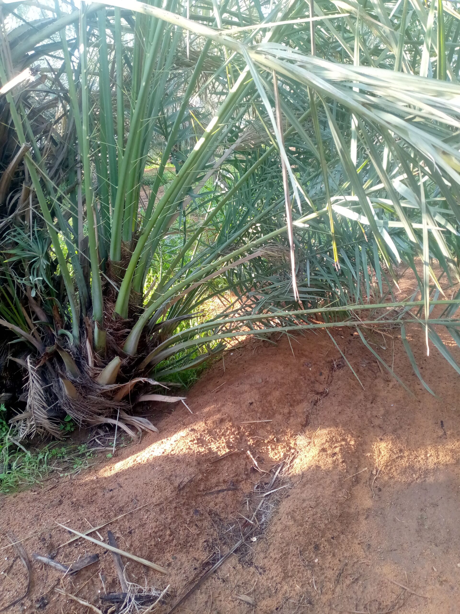 فراخه وجثايث النخيل طيبه