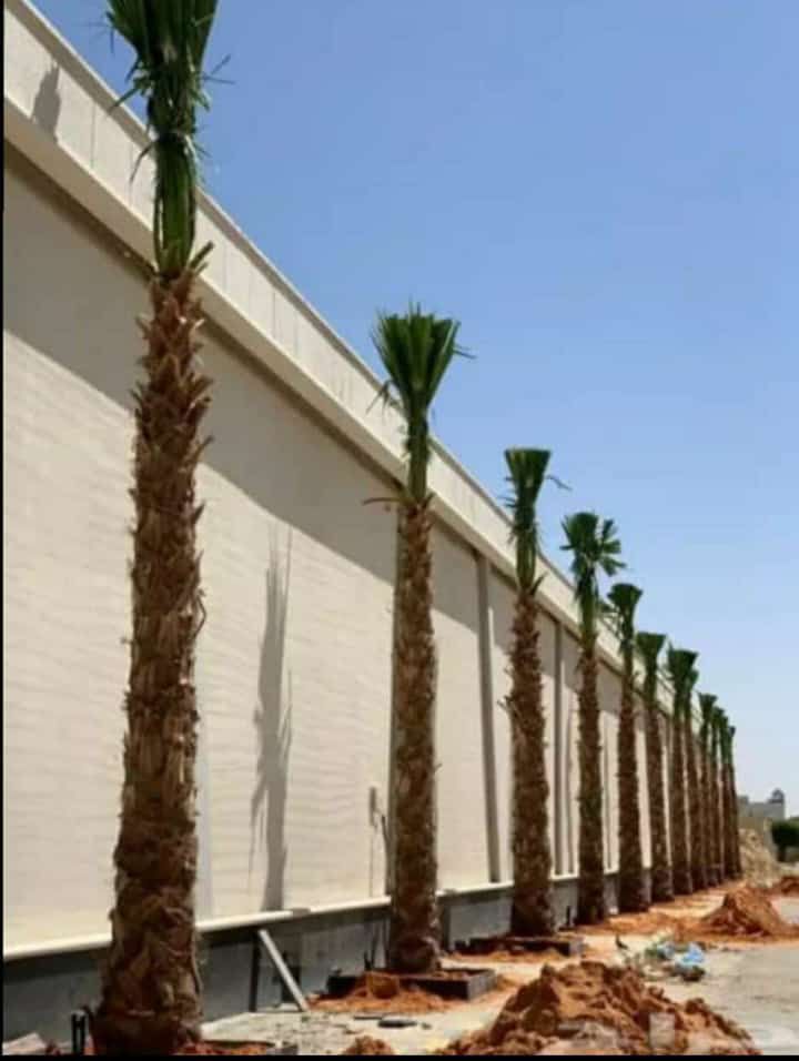 توريد وغرس جميع انواع النخيل الزينة والمثمرة