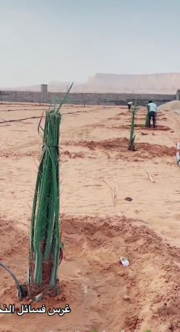 فراخه وجثايث وفسايل طيبه