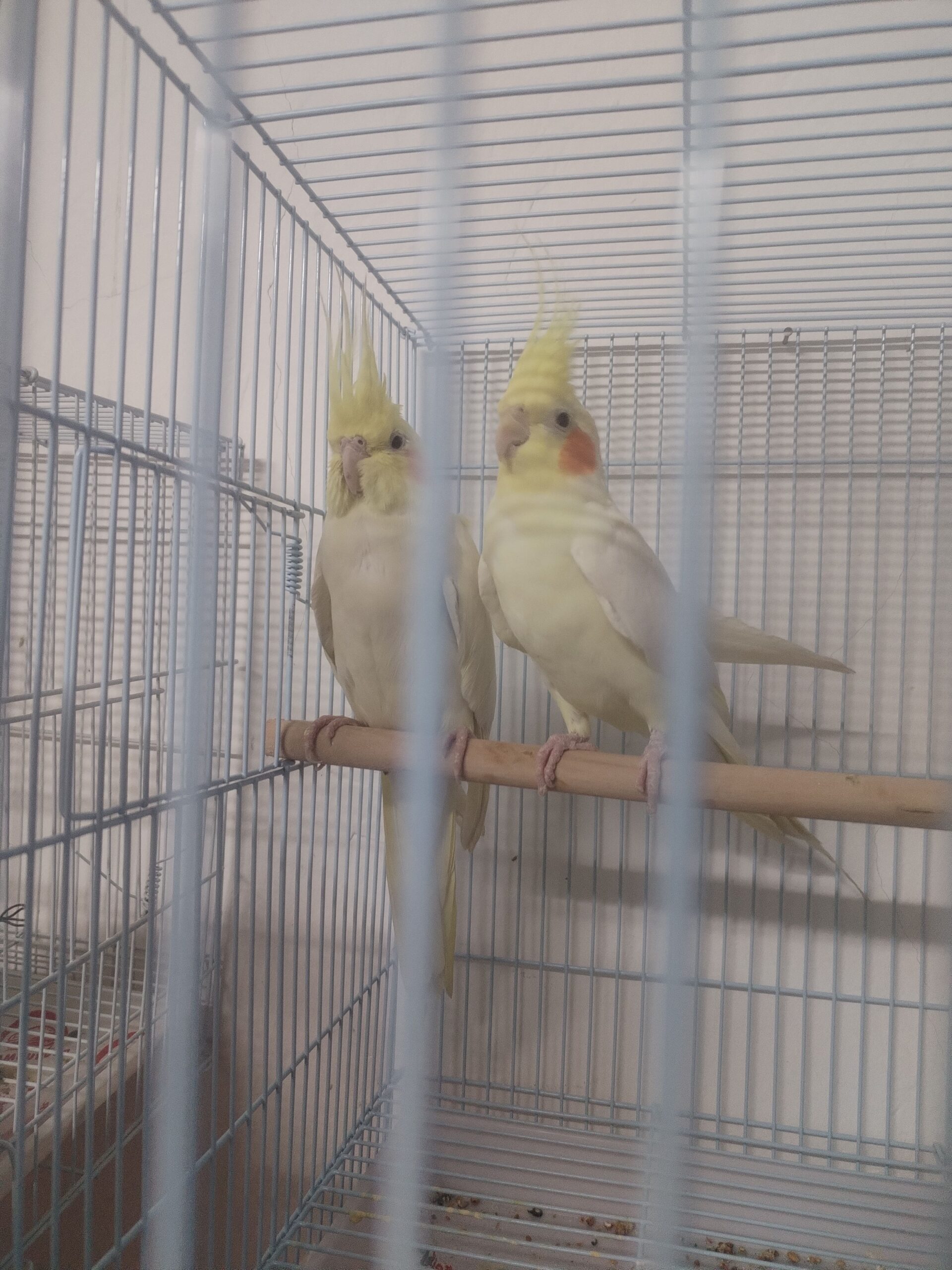 الأحساء المبرز