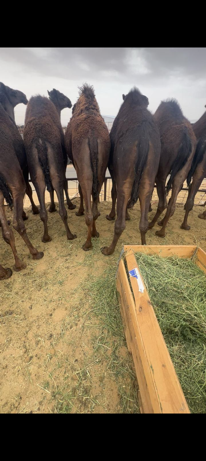 نجران صهبان