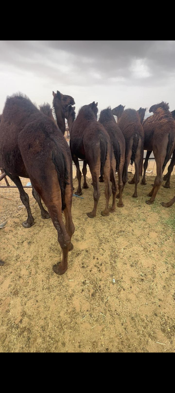 نجران صهبان