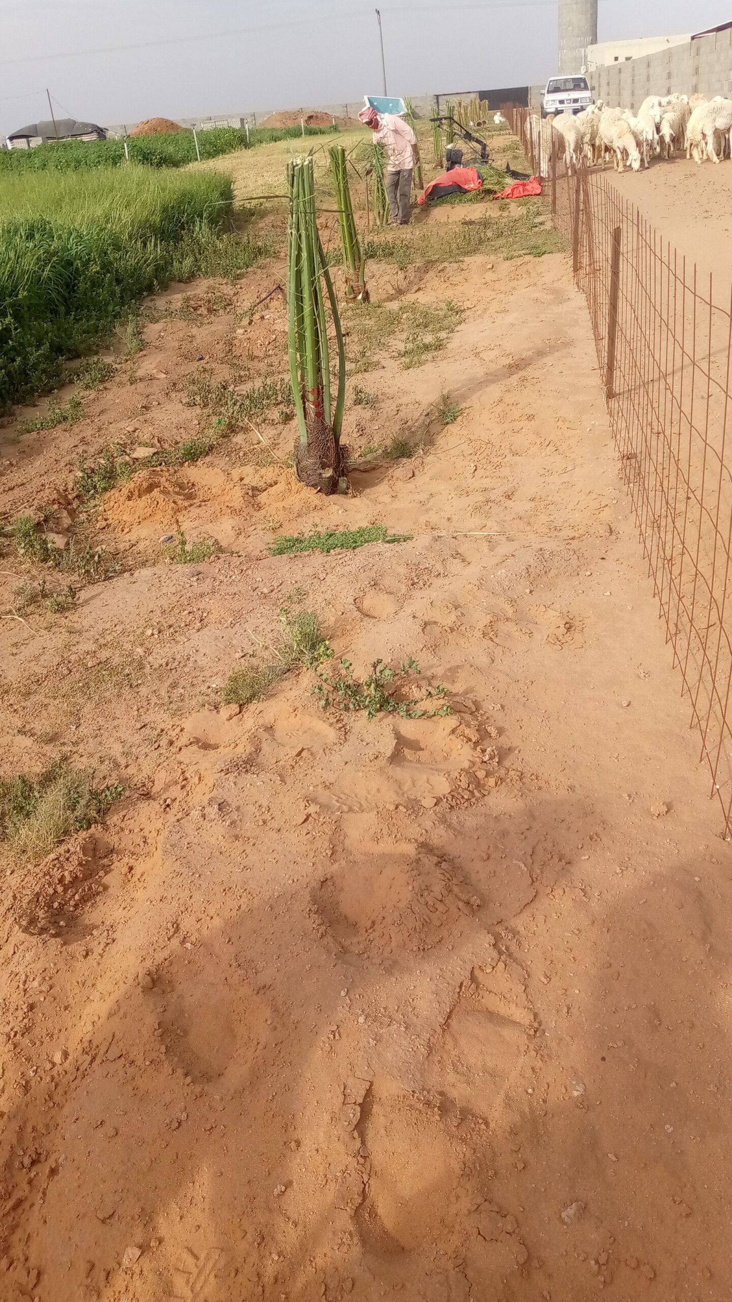 فراخه وجثايث وفسايل