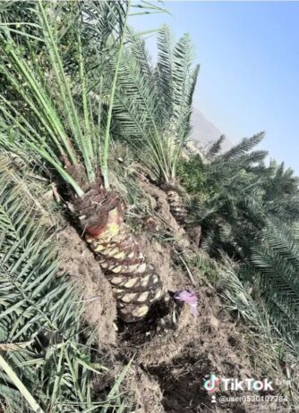توريد وغرس جميع أنواع النخيل ج 0530107784