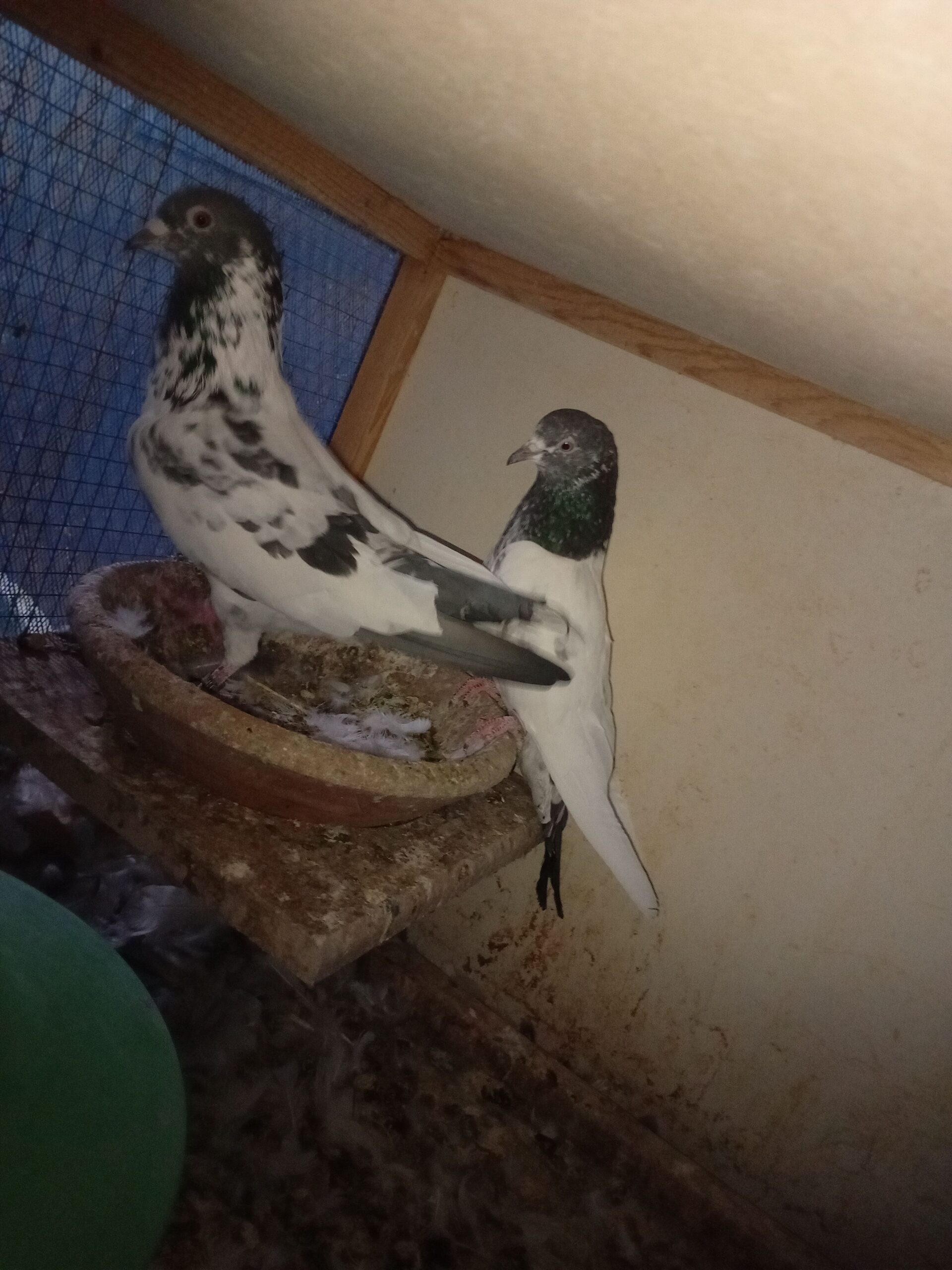 ل البيع طيور طيبه شرط مطير وانتاج وثبات