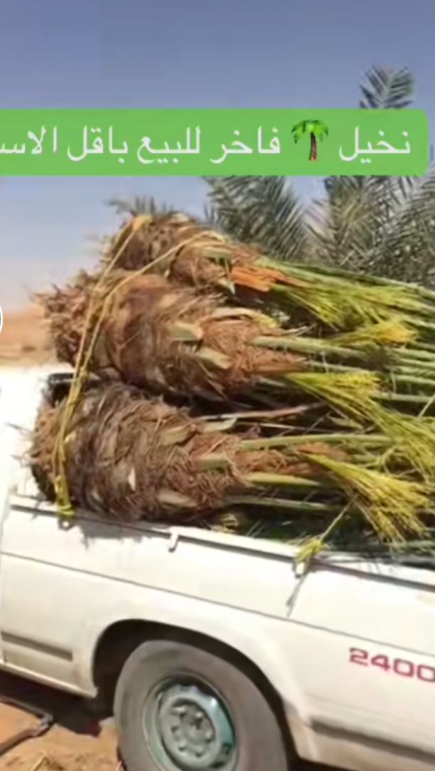 فراخه وجثايث وفسايل طيبه