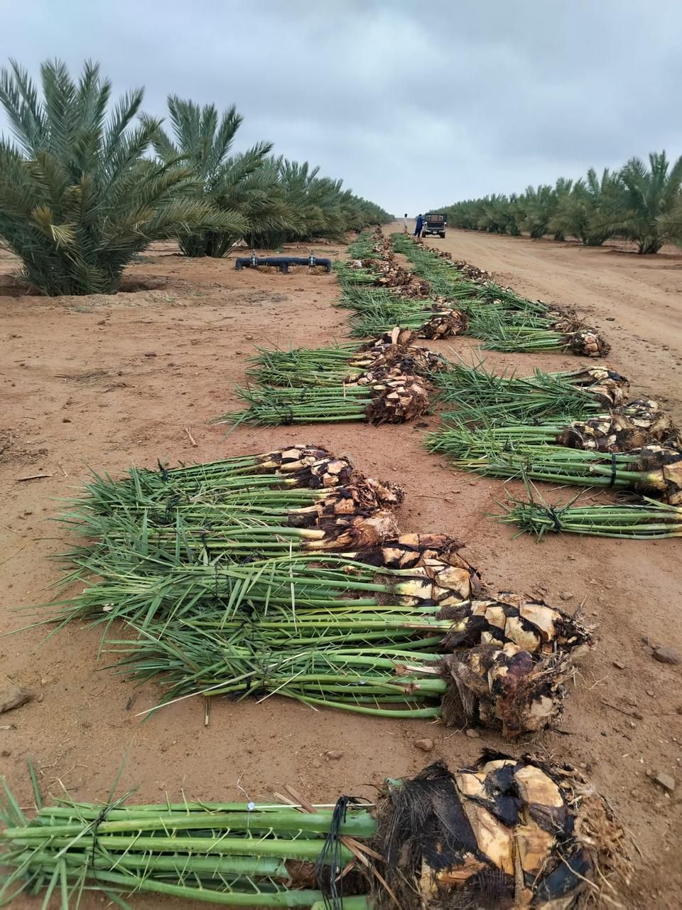 توريد وغرس جميع انواع النخيل الزينة والمثمرة