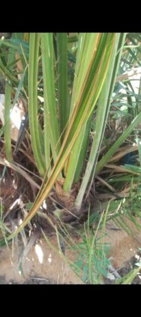 فراخه وجثايث النخيل طيبه