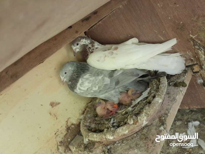 ل البيع طيور طيبه شرط مطير وانتاج وثبات