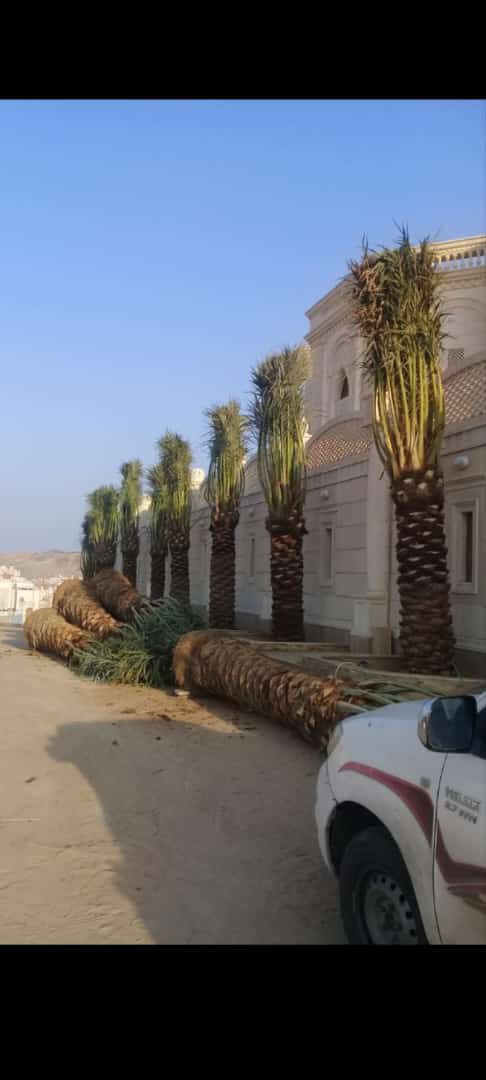 توريد وغرس جميع انواع النخيل الزينة والمثمرة