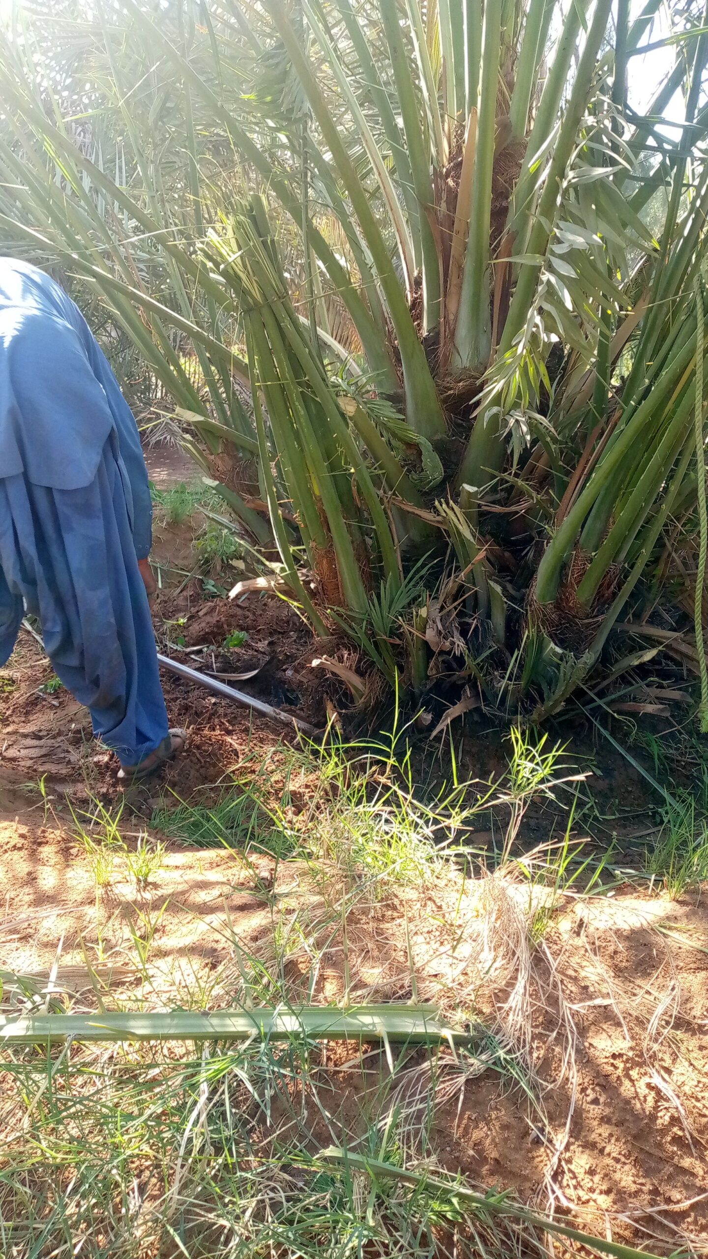 فراخه وجثايث النخيل طيبه