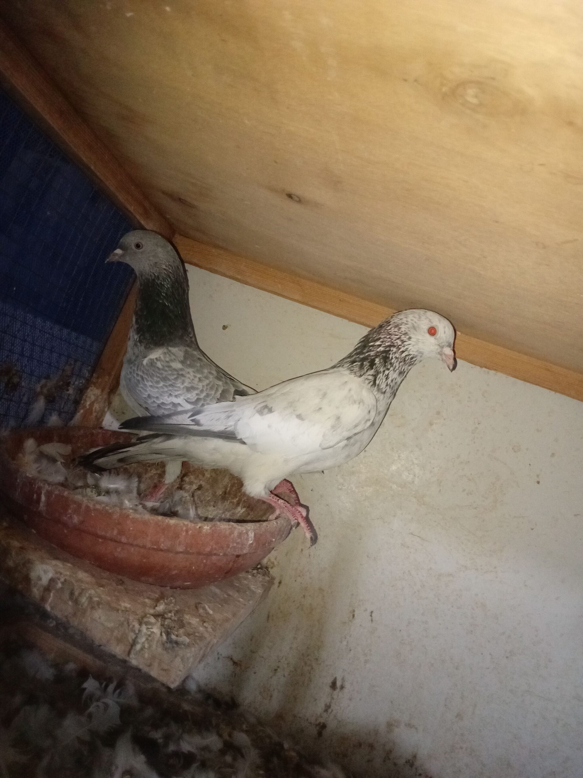 ل البيع طيور طيبه شرط مطير وانتاج وثبات