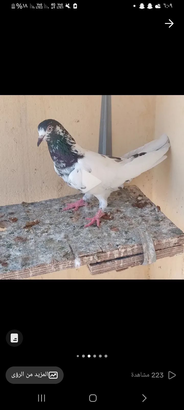 البيع على السوم