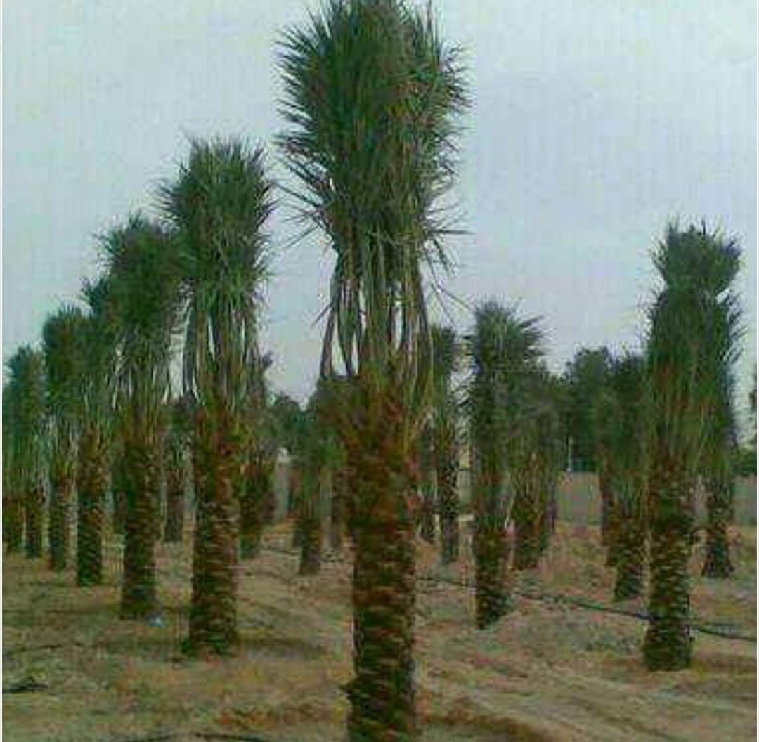 مقاول شبوك الرياض