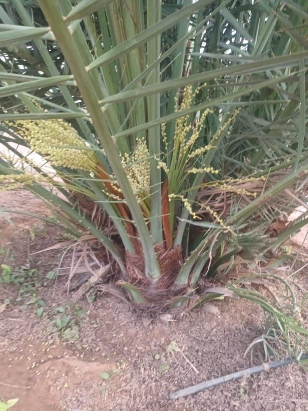 فراخه وجثايث وفسايل طيبه