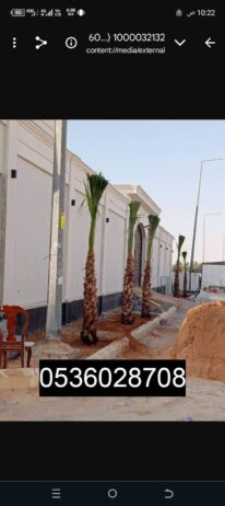 الرياض