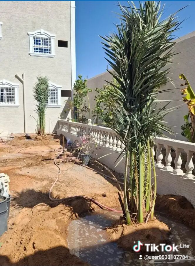 توريد وغرس جميع أنواع النخيل ج 0530107784